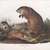 Arctomys monax, Maryland Marmot, Woodchuck, Groundhog. Natural size. Old & young.