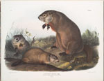 Arctomys monax, Maryland Marmot, Woodchuck, Groundhog. Natural size. Old & young.