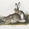 Lepus Townsendii, Townsend's Rocky Mountain Hare. Natural size. Male & Female.