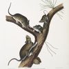 Neotoma Floridana, Florida Rat. Natural size. Male, female and young of different age.