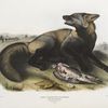 Canis (Vulpes) Fulvus, American Cross-Fox. 7/8 Natural size. Male.