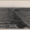 Checking for alfalfa. California. 1935