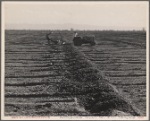 Checking for alfalfa. California. 1935