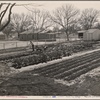 Man with cultivator. California