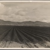 Sugar beet field freshly plowed, deep furrows of rich black soil. Calif. Large scale extensive farming. 1936