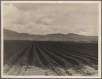 Sugar beet field freshly plowed, deep furrows of rich black soil. Calif. Large scale extensive farming. 1936
