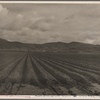 Sugar beet field freshly plowed, deep furrows of rich black soil. Calif. Large scale extensive farming. 1936