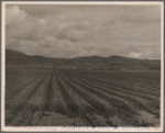 Sugar beet field freshly plowed, deep furrows of rich black soil. Calif. Large scale extensive farming. 1936