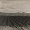 Sugar beet field freshly plowed, deep furrows of rich black soil. Calif. Large scale extensive farming. 1936