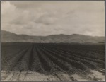 Sugar beet field freshly plowed, deep furrows of rich black soil. Calif. Large scale extensive farming. 1936