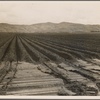Sugar beet field freshly plowed, deep furrows of rich black soil. Calif. Large scale extensive farming. 1936
