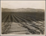 Sugar beet field freshly plowed, deep furrows of rich black soil. Calif. Large scale extensive farming. 1936