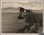 Sugar beet field showing tractor with plowshare attached and Mexican operator. California