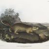 Spermophilus Parryi,  Parry's Marmot Squirrel. Natural size.