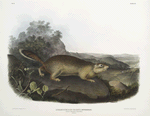 Spermophilus Parryi,  Parry's Marmot Squirrel. Natural size.