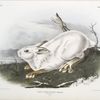 Lepus Americanus, Northern Hare. Natural size. Winter.
