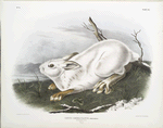 Lepus Americanus, Northern Hare. Natural size. Winter.