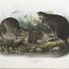 Fiber Zibethicus, Musk-Rat, Musquash. Natural size. Old and young.
