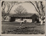 El Monte Federal Subsistence Homesteads. 100 homes, all occupied. Each with nearly an acre of ground. Average family income $800 year. Calif. 1936