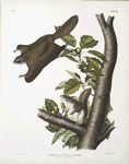 Pteromys Origonensis,  Oregon Flying Squirrel. Natural size.
