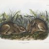 Lepus palustris,  Marsh Hare. Natural size.