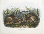 Lepus palustris,  Marsh Hare. Natural size.