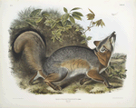 Canis (Vulpes) Virginianus, Grey Fox. 5/7 Natural size.