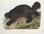 Gulo luscus, Wolverine. 3/4 Natural size.