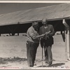 Midway Dairy cooperative, near Santa Ana, California