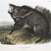 Dycoteles torquatus, Collared Peccary. 4/7 Natural size. Male.