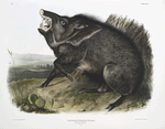 Dycoteles torquatus, Collared Peccary. 4/7 Natural size. Male.