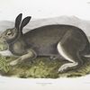 Lepus glacialis, Polar Hare. Natural size.