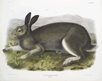 Lepus glacialis, Polar Hare. Natural size.