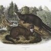 Putorius vison, Mink. Natural size. Male & female.