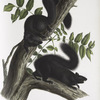 Sciurus niger, Black Squirrel. Natural size. 1. Male, 2. Female.