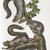 Sciurus migratorius, Migratory Squirrel. Natural size. 1. Old Male, 2. Female, 3. Young.