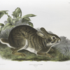 Lepus aquaticus, Swamp Hare. Natural size. Male.