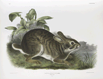 Lepus aquaticus, Swamp Hare. Natural size. Male.