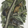 Sciurus feruginiventris, Red-bellied Squirrel. Natural size. Male, female and young.