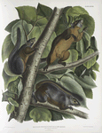 Sciurus feruginiventris, Red-bellied Squirrel. Natural size. Male, female and young.