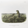 Spermophilus tridecemlineatus, Leopard Spermophile. Natural size. Male and female.
