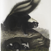 Mephitis Americana, Common American Skunk. Natural size. Female.