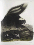 Mephitis Americana, Common American Skunk. Natural size. Female.