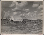 The present home of the Howard family. This family was photographed in April 1935. At that time they were on their way from Okla. to Calif. Camped in an open field. Mother pregnant with five starving children. Raw green onions were all that they had to eat. They were again photographed during the potato harvest. The baby was born then, and they had food. Now there is some prospect of a fairly decent home. A pile of odds and ends of lumber will eventually be a house. A truck garden is planted