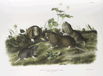 Pseudostoma bursarius, Canada Pouched Rat. Natural size.