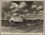 The present home of the Howard family. This family was photographed in April 1935. At that time they were on their way from Okla. to Calif. Camped in an open field. Mother pregnant with five starving children. Raw green onions were all that they had to eat. They were again photographed during the potato harvest. The baby was born then, and they had food. Now there is some prospect of a fairly decent home. A pile of odds and ends of lumber will eventually be a house. A truck garden is planted