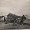 Migrants' camp. California