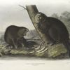 Castor fiber Americanus, American Beaver. 3/4 Natural size.