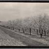 Cherry trees. Geneva, New York.