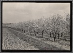 Cherry trees. Geneva, New York.